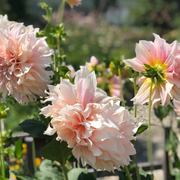 Meet your Posher, Raya - Picture 1 of 1